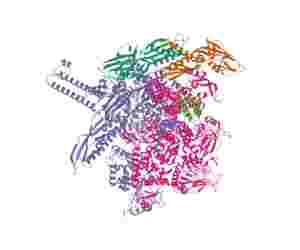RNA polimerasi batterica di Escherichia coli K-12