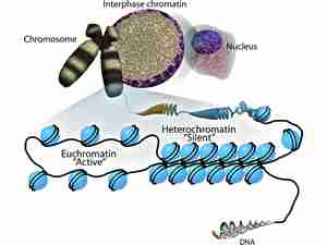 Diagramma che mostra la struttura del DNA, della eucromatina, dell'eterocromatina e dei cromosomi