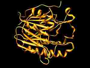 APendonucleasi1, uno degli enzimi coinvolti nelmeccanismo di escissione delle basi