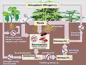 I movimenti dell'azoto tra atmosfera, suolo e biosfera