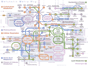 mappa metabolica completa da fotosintesi a respirazione con vie anaboliche e cataboliche