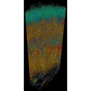 Immagine dei sei strati della corteccia cerebrale, con neuroni colorati in base alla dimensione e tipologia. Il bordo superiore rappresenta la superficie del cervello.
