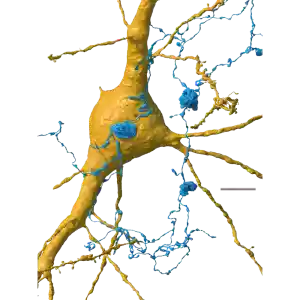 Immagine rappresentante un neurone circondato da migliaia di assoni (blu) e sinapsi (verdi), evidenziando la complessa rete di comunicazione nel cervello.