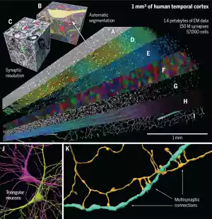 Rappresentazione di un frammento di petavoxel di corteccia cerebrale umana, con risoluzione nanometrica. Caratteristiche istologiche incluse neuropilo, sinapsi annotate, neuroni, astrociti, e vasi sanguigni. Identificate una classe neuronale e connessioni multisinaptiche precedentemente non riconosciute.