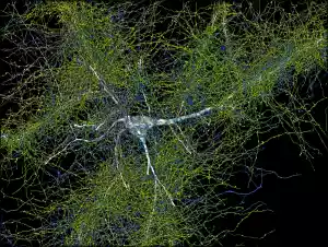 Immagine delle connessioni eccitatorie (verdi) e inibitorie (blu) di un neurone (bianco), evidenziando l'intenso networking cerebrale e la comunicazione nel cervello umano.