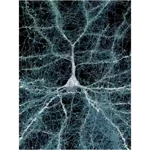 Immagine di un neurone circondato da migliaia di assoni (blu) e sinapsi (verdi), evidenziando la complessa rete di comunicazione nel cervello umano.